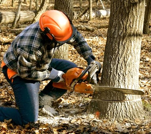 Tree Removal in Mount Eden, KY